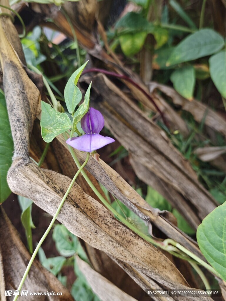草丛中的紫色小花