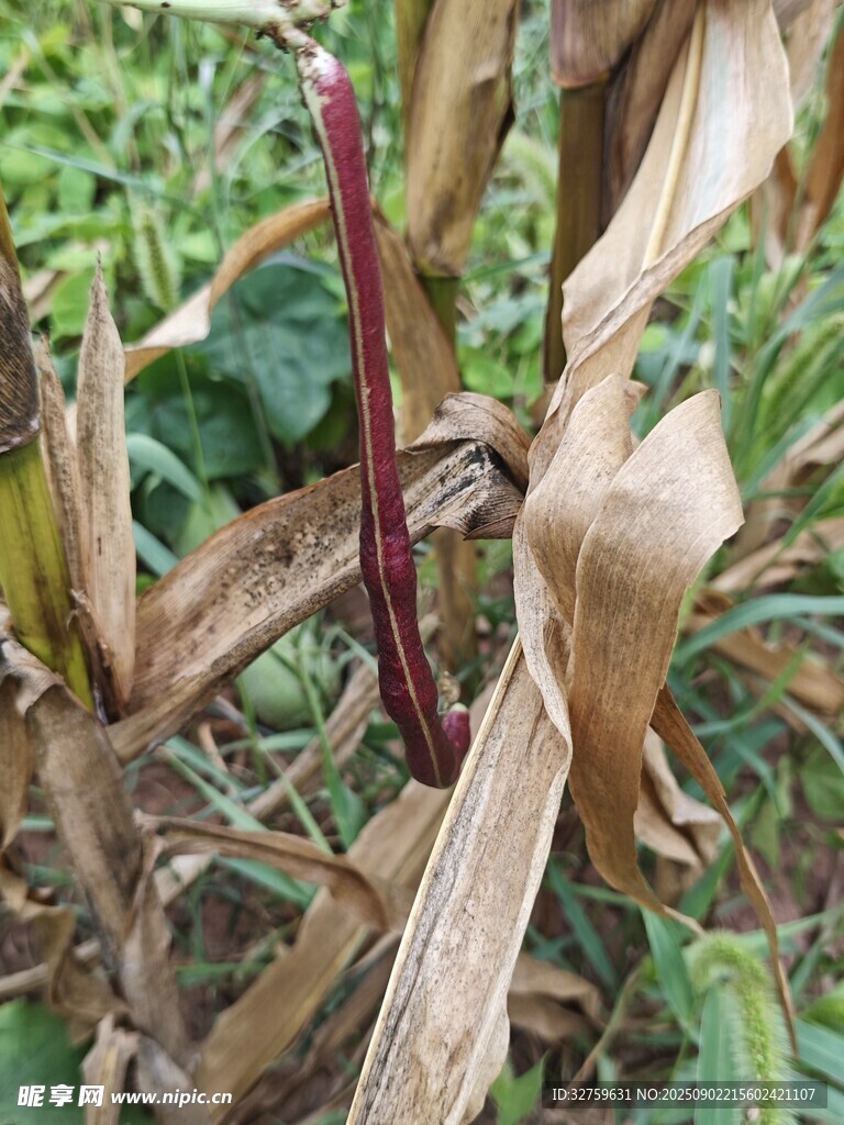 枯萎的玉米植株