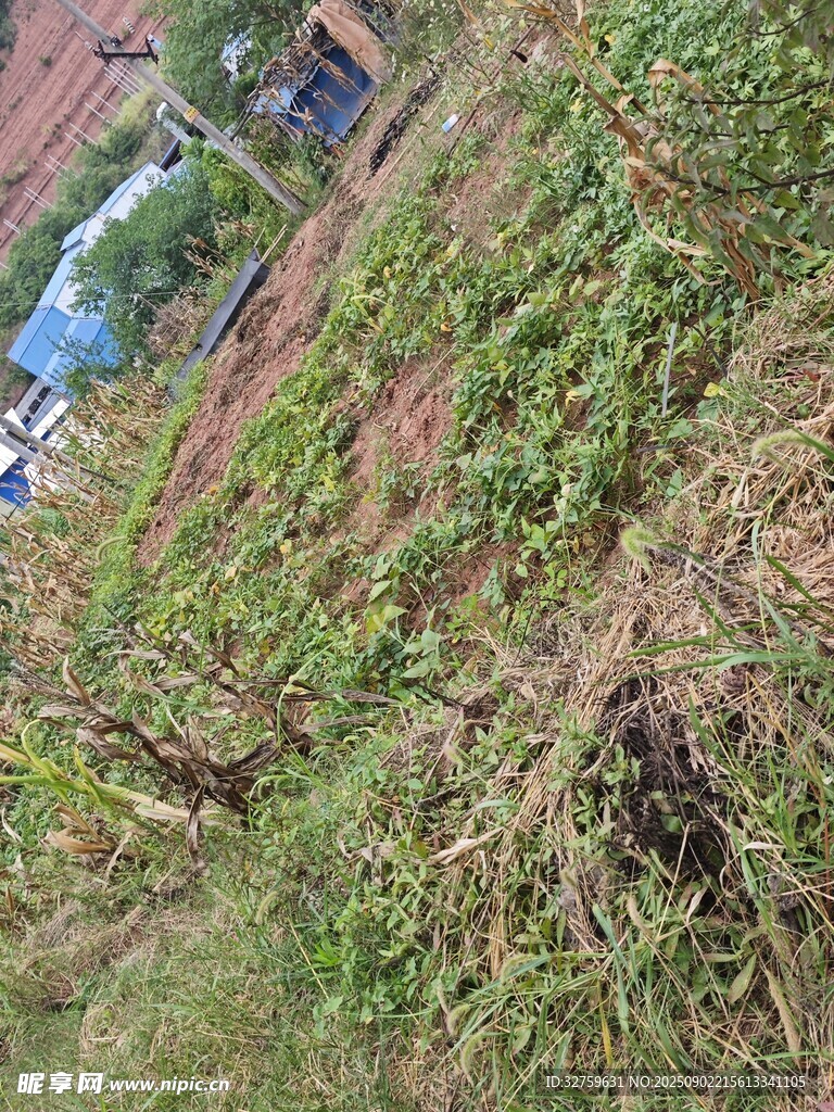 户外繁茂绿植景观
