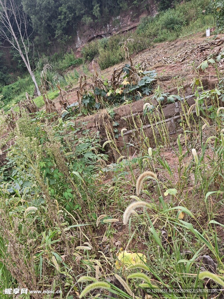 山坡上的繁茂植物景观