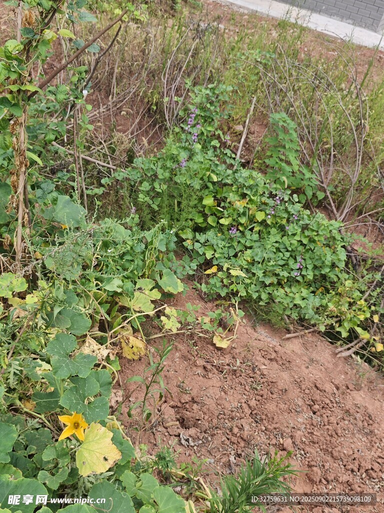 田间生长的绿色瓜类植物