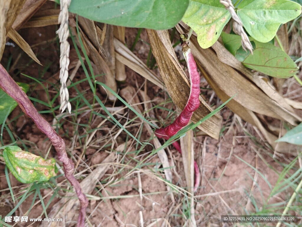 红薯藤扎根于泥土中