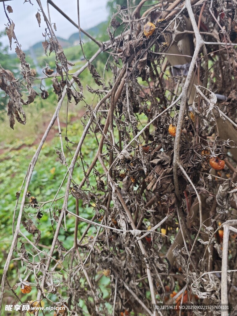 干枯树枝与绿植景象