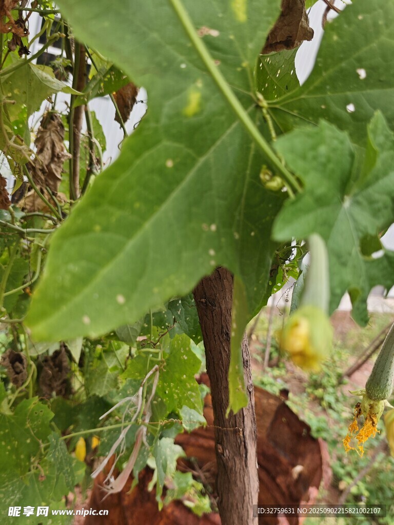 绿叶间的植物果实景象