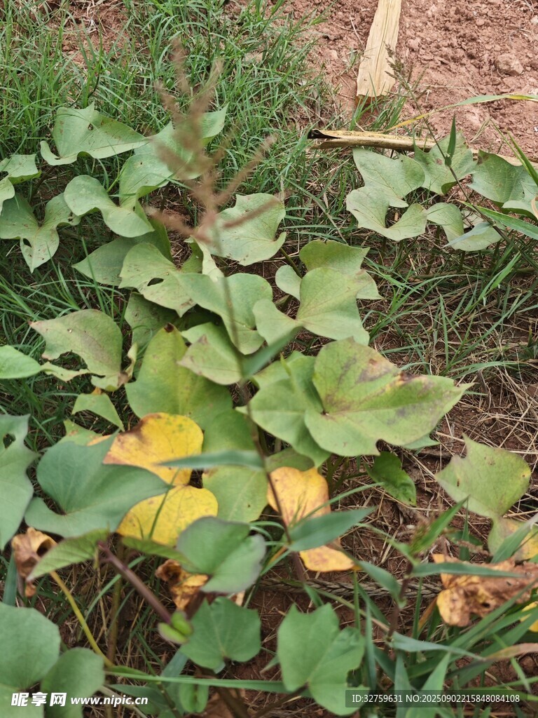 地面上的绿色植物