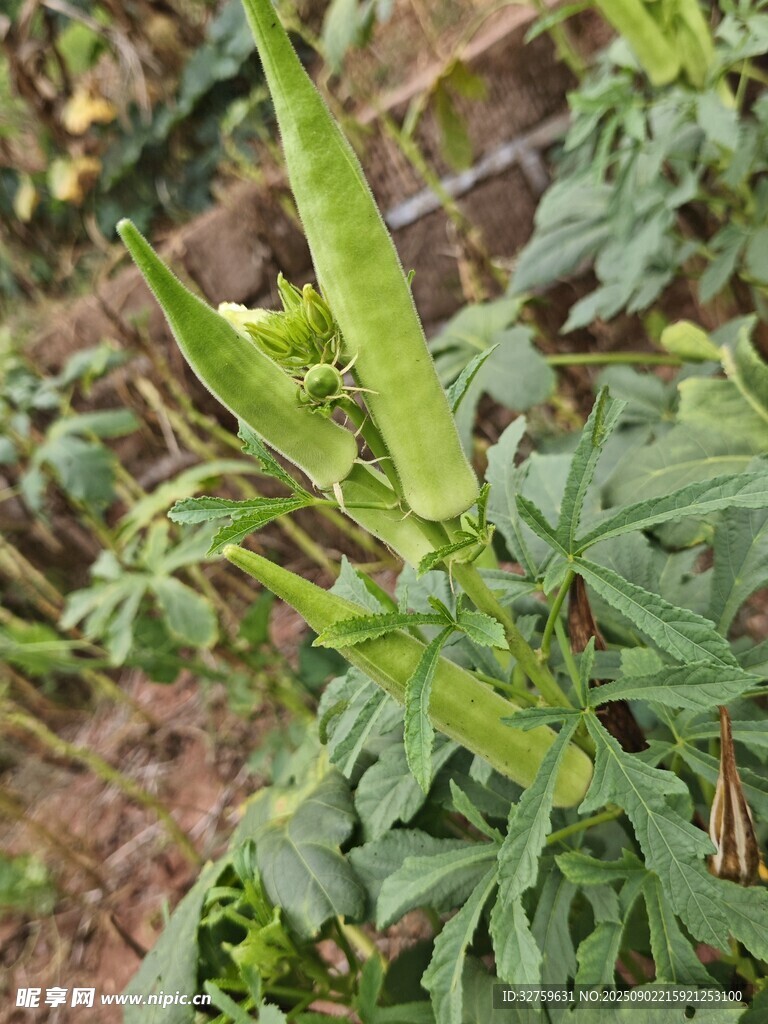 田间生长的鲜嫩绿色豆荚