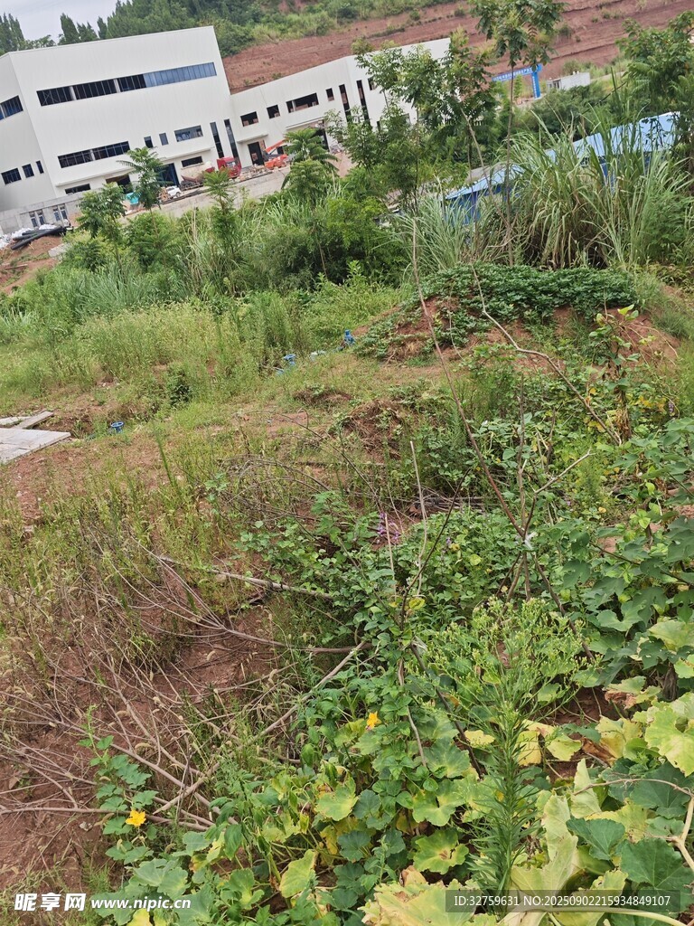 城郊杂草丛生的荒地