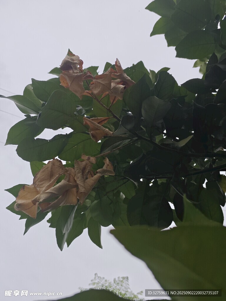 树叶上的虫害现象