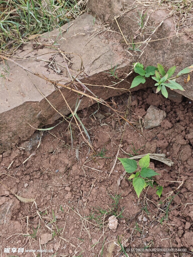 石缝中生长的顽强小植物