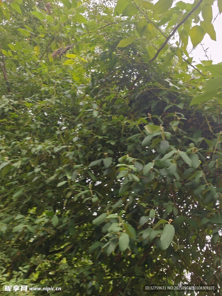繁茂绿树展现自然生机