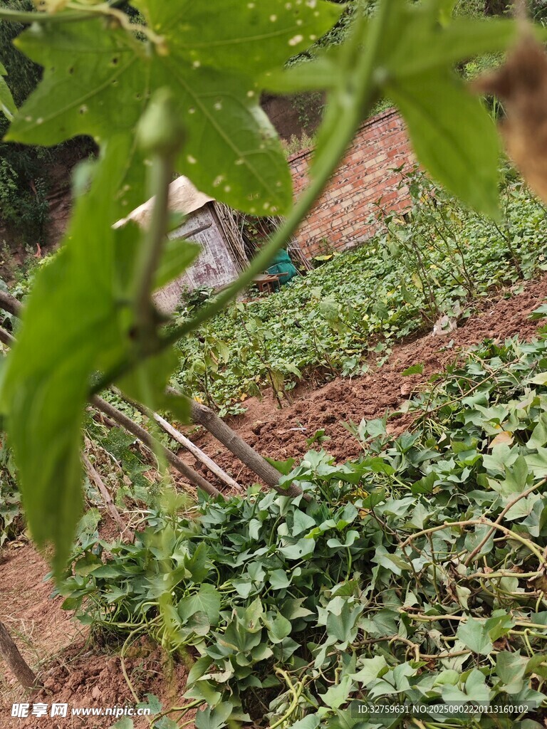 绿意盎然的庭院一角