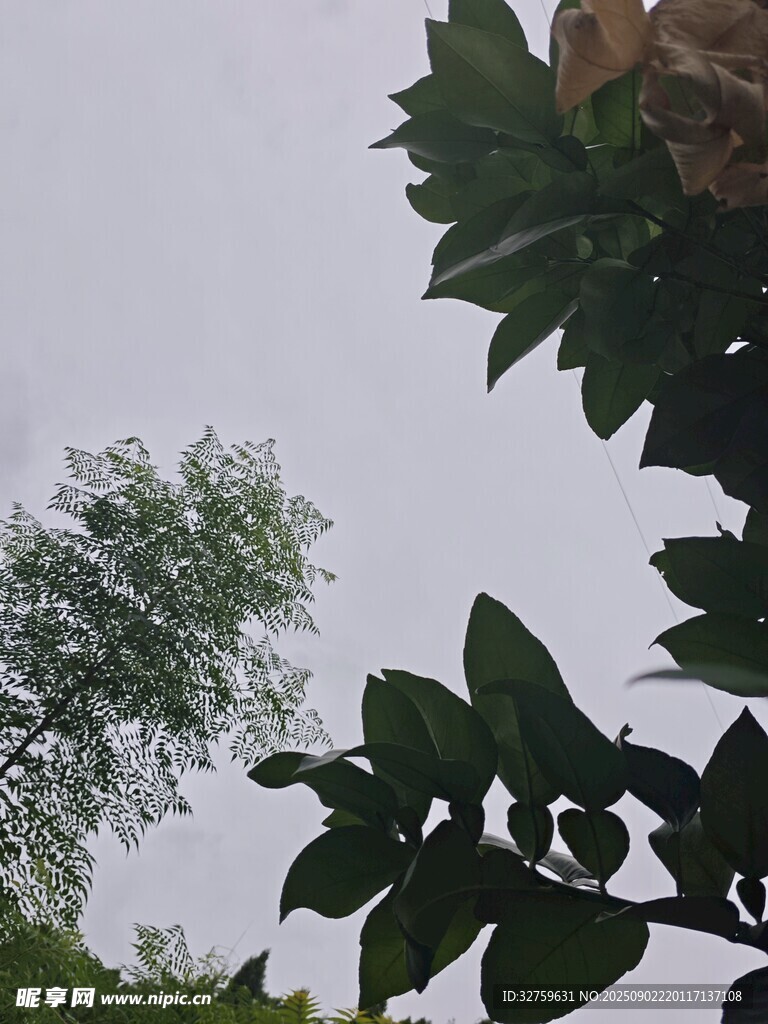 绿叶间的树影