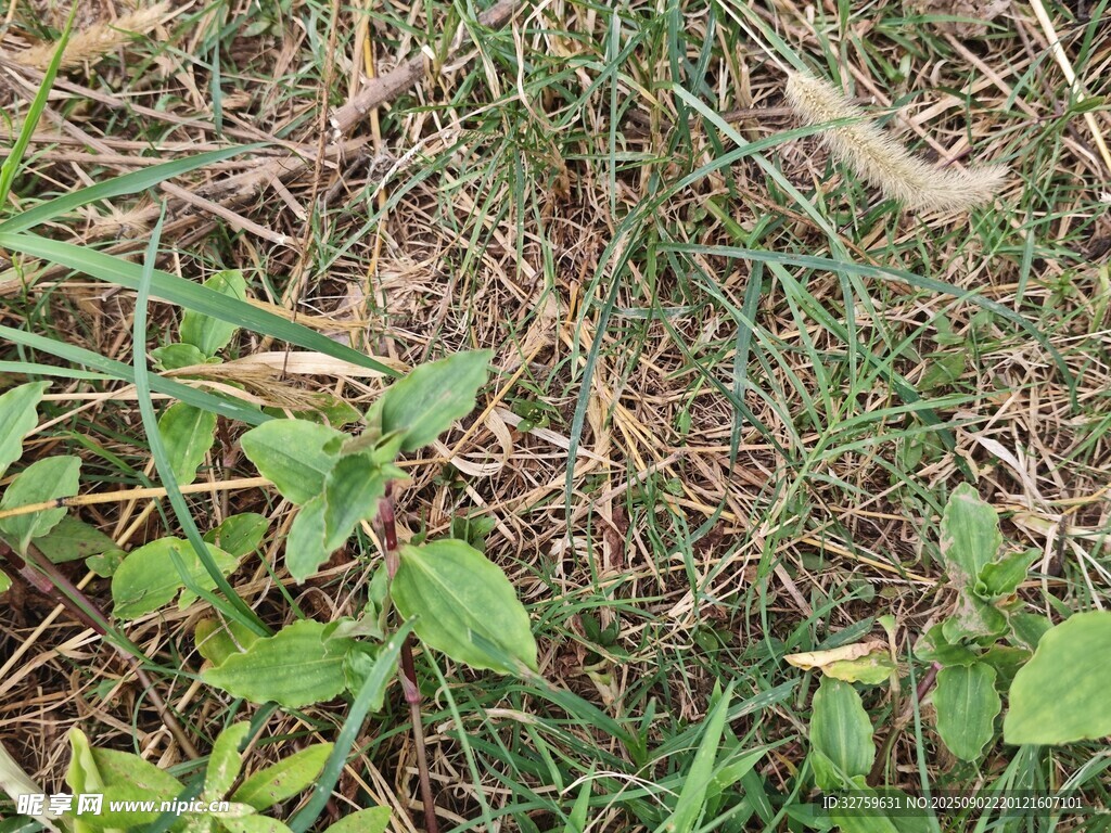 地面上的绿色植物与杂草
