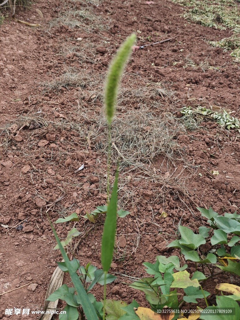 田野中的嫩绿植物