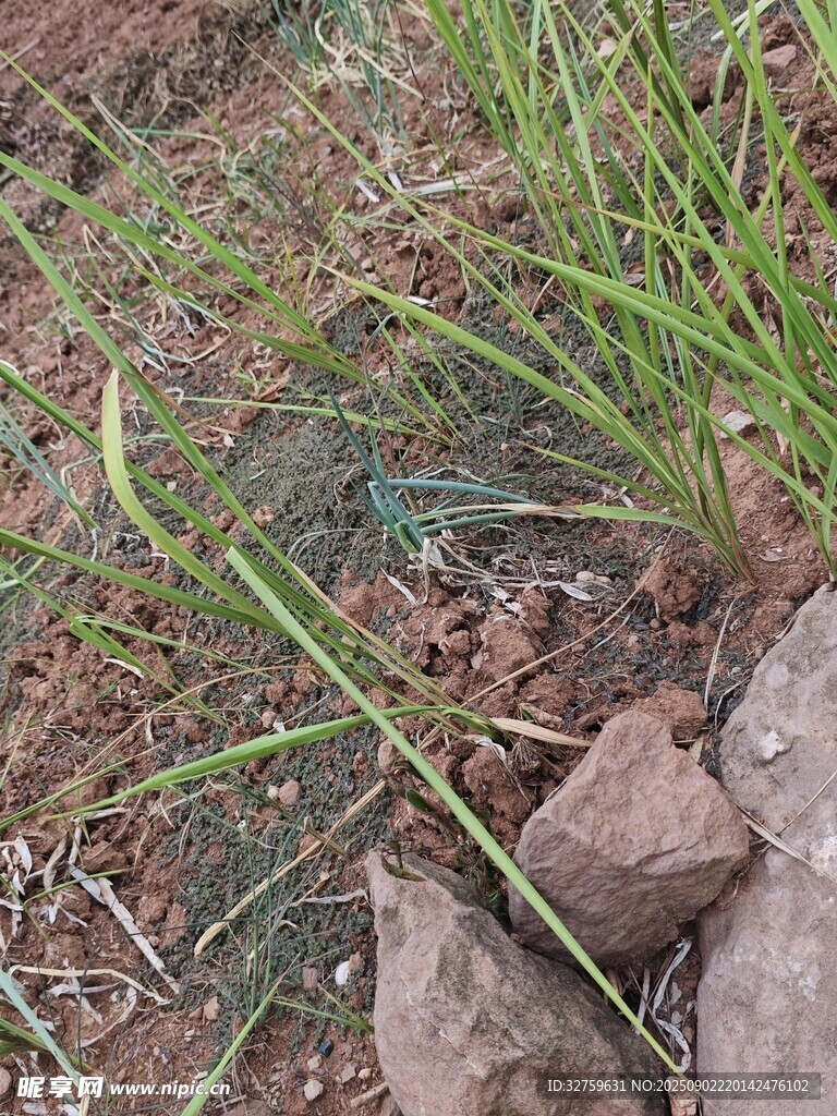 石边嫩绿小草