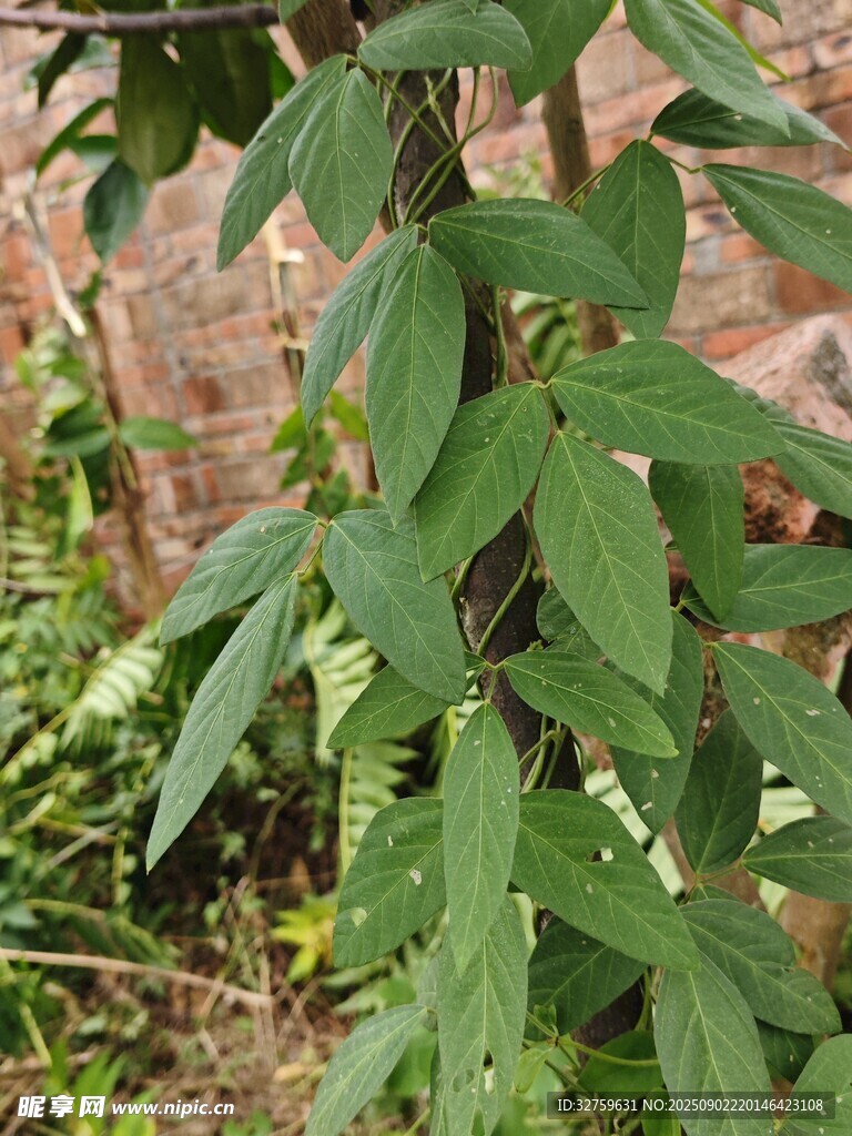 绿叶繁茂的植物植株