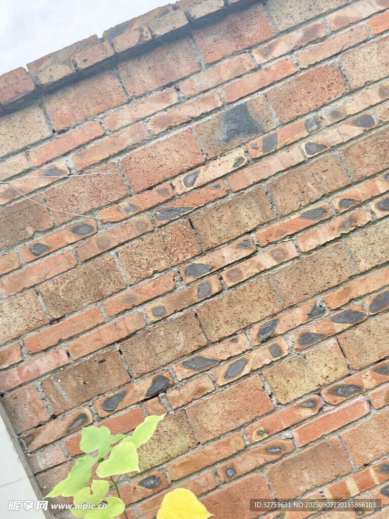 斑驳砖墙旁的绿植生机