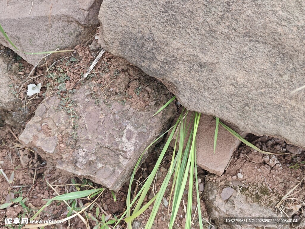 石缝中生长的嫩绿植物