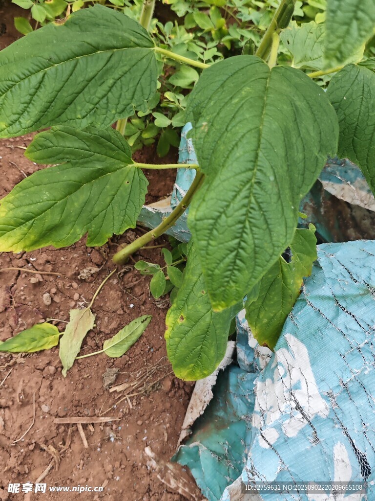绿叶植物特写