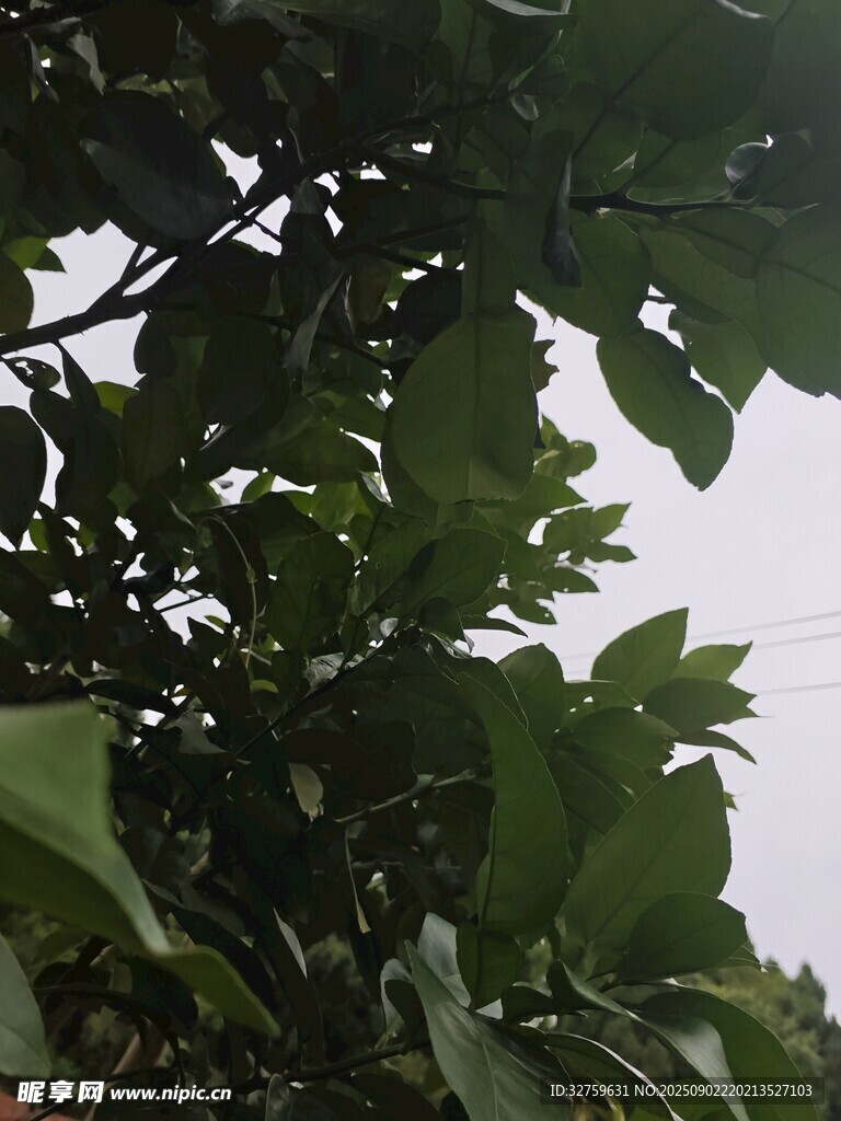 绿叶繁茂的树木景象