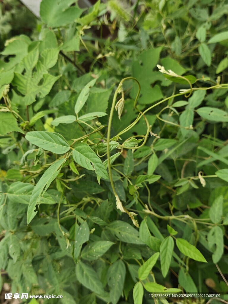 绿叶繁茂的植物