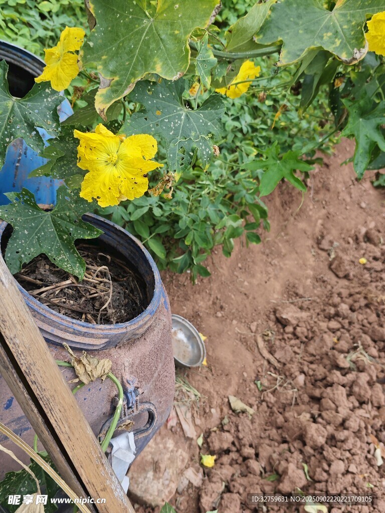 盆栽瓜苗绽放黄色小花