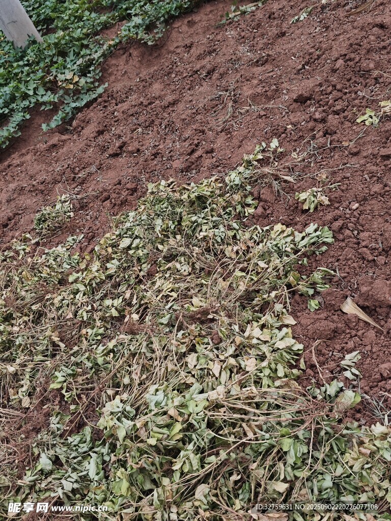 地面散落的绿植枝叶