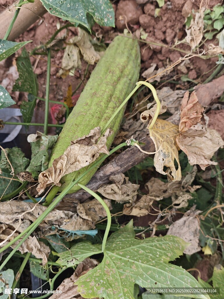枯叶间的绿色植物