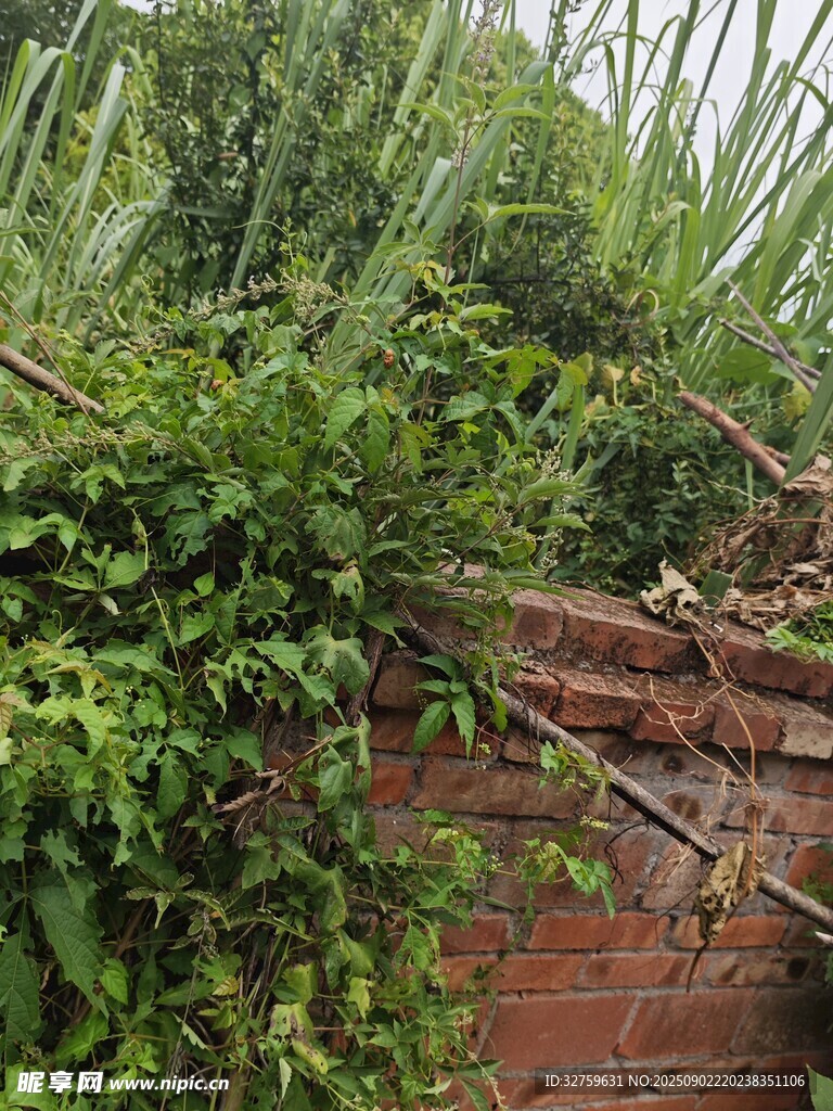 砖墙边繁茂的绿植景象