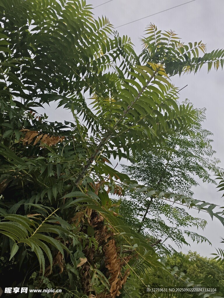 繁茂绿植 