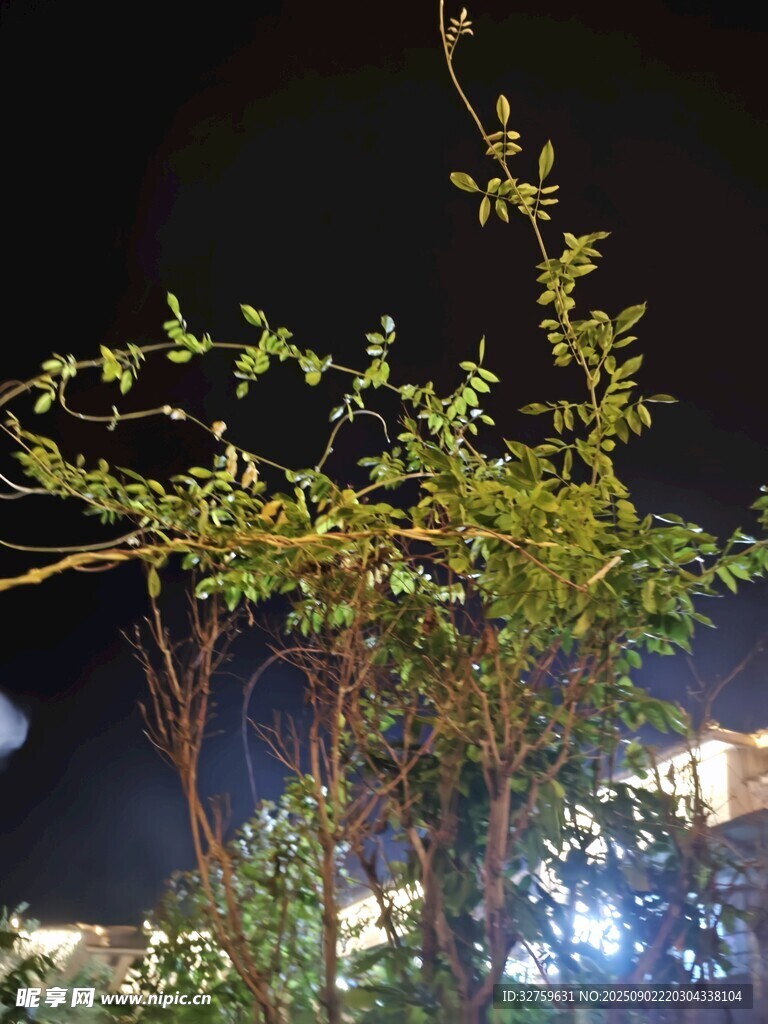 夜下绿植