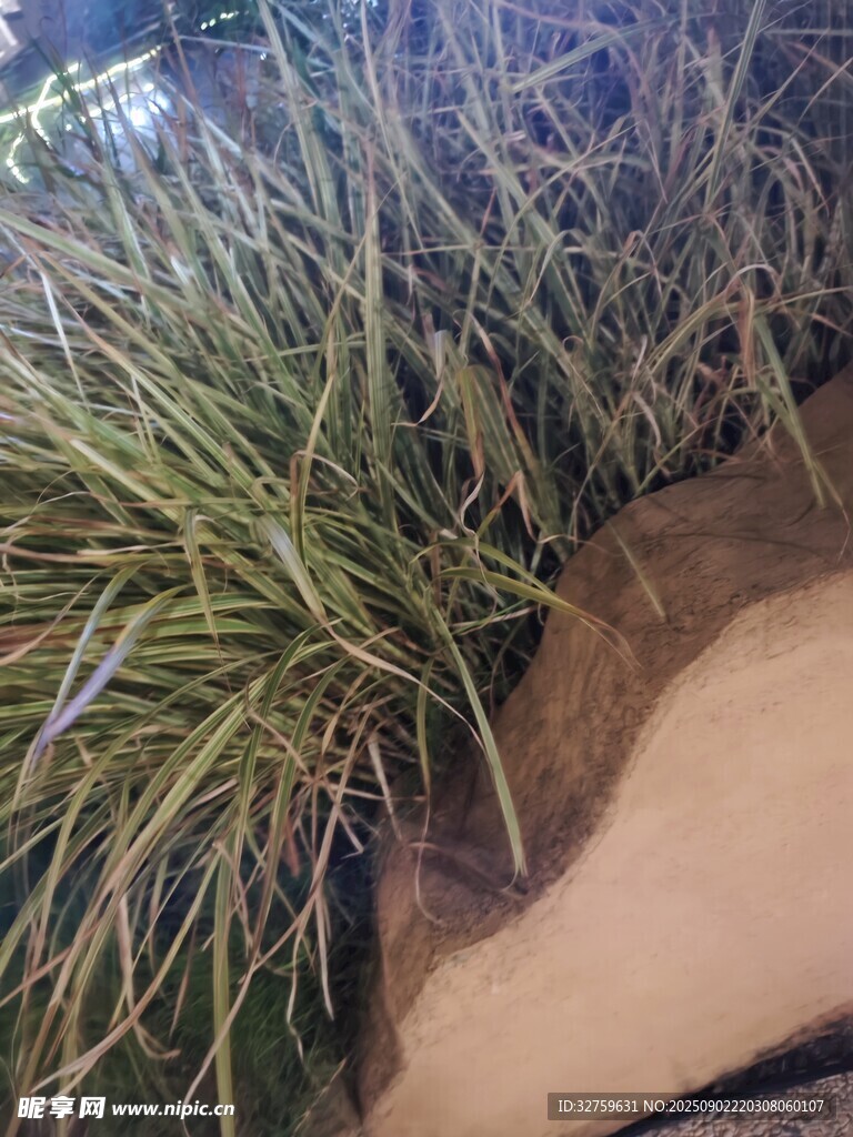 石边丛生的翠绿观赏草