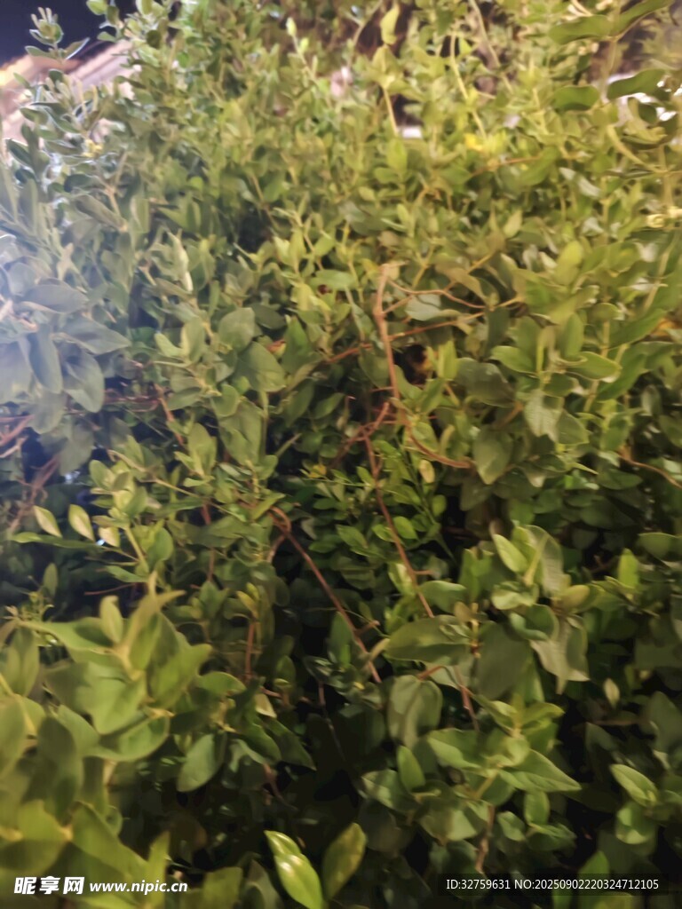 翠绿繁茂的植物景观