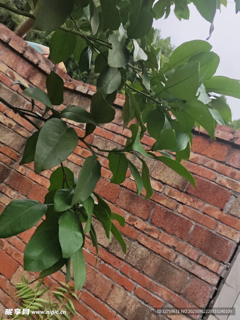 绿叶倚砖墙 