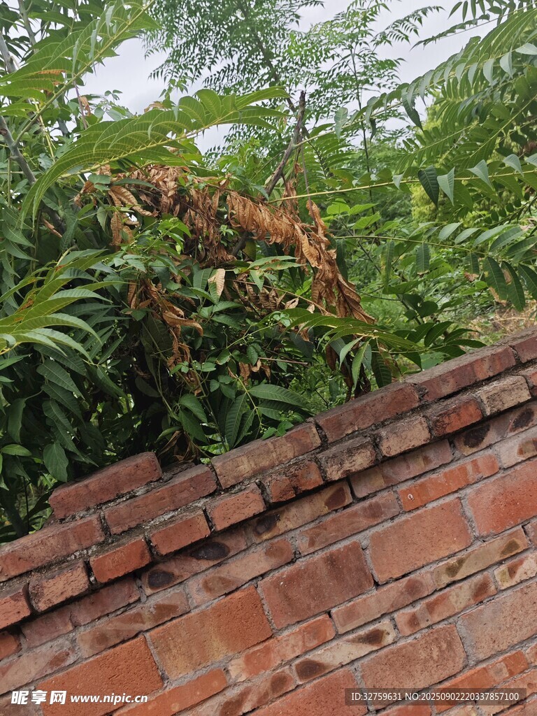 砖墙边繁茂绿植