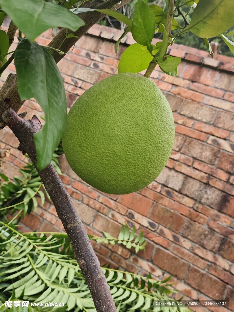 枝头青柚