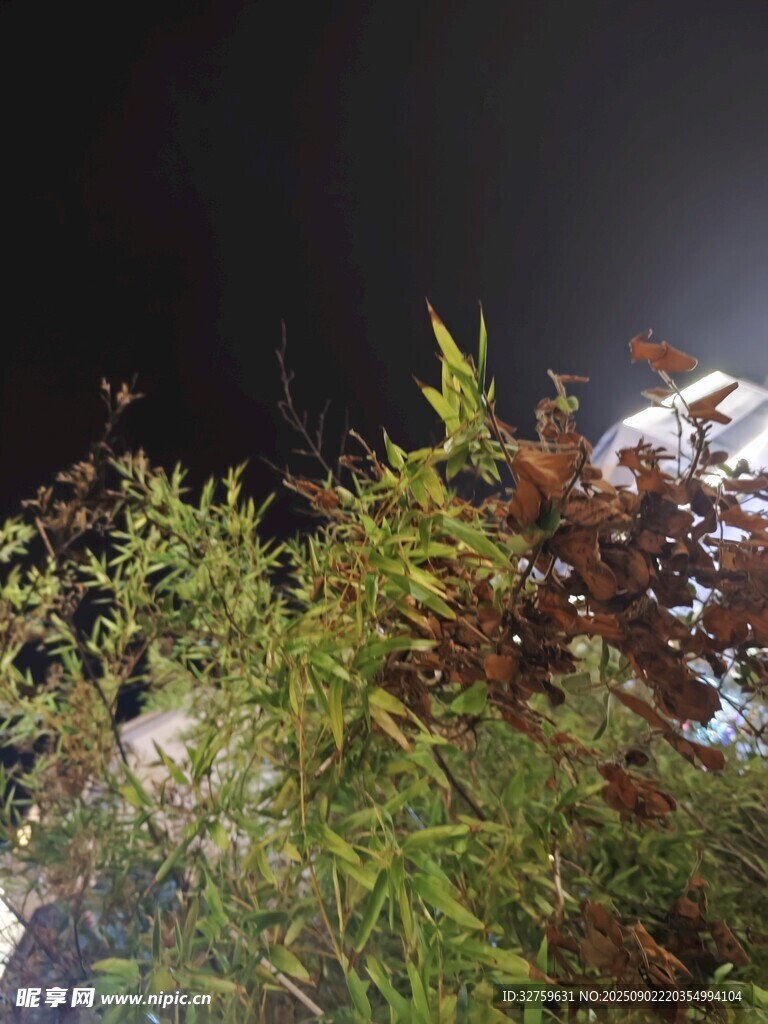 夜晚水边植物景象