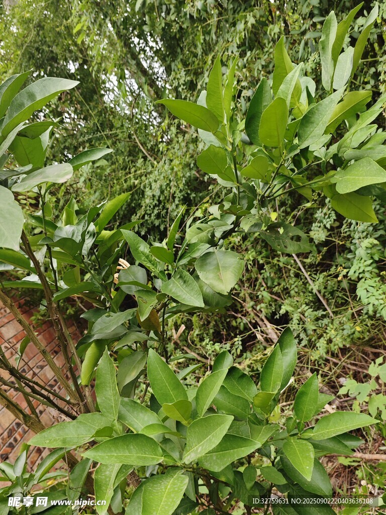 繁茂绿植景观