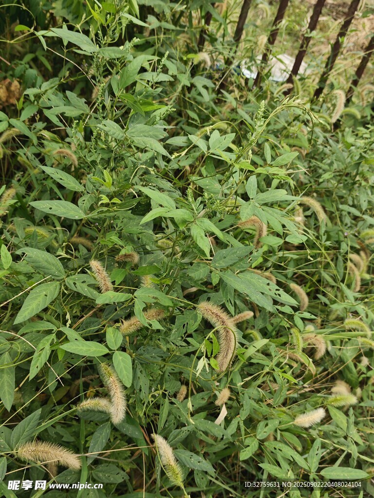 繁茂绿植