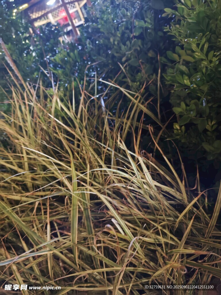 金黄稻穗与绿植相伴