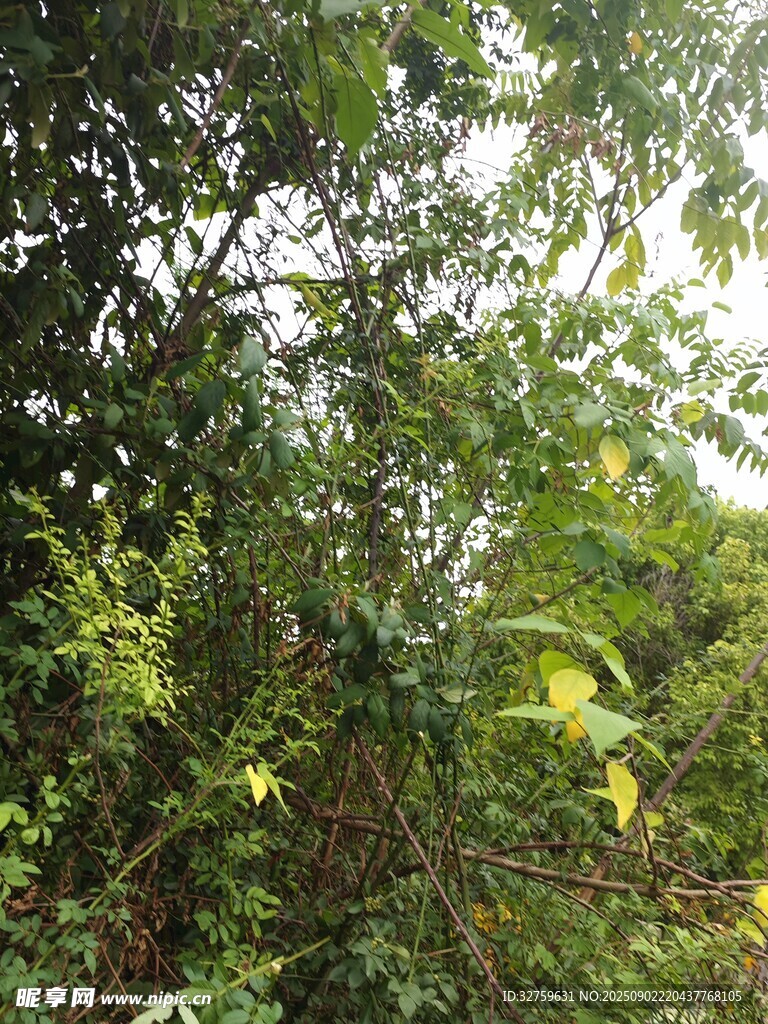 繁茂绿植景观