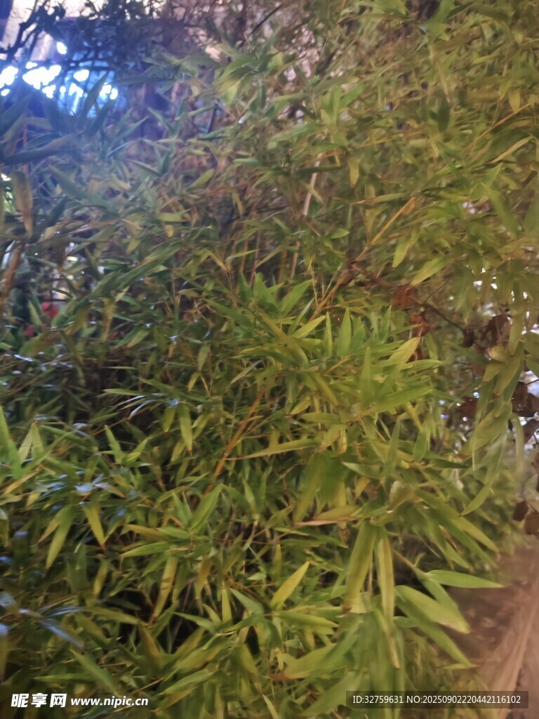 茂密绿叶的植物景观