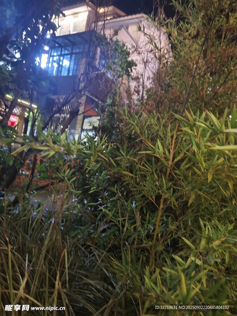 夜晚绿植环绕的神秘场景