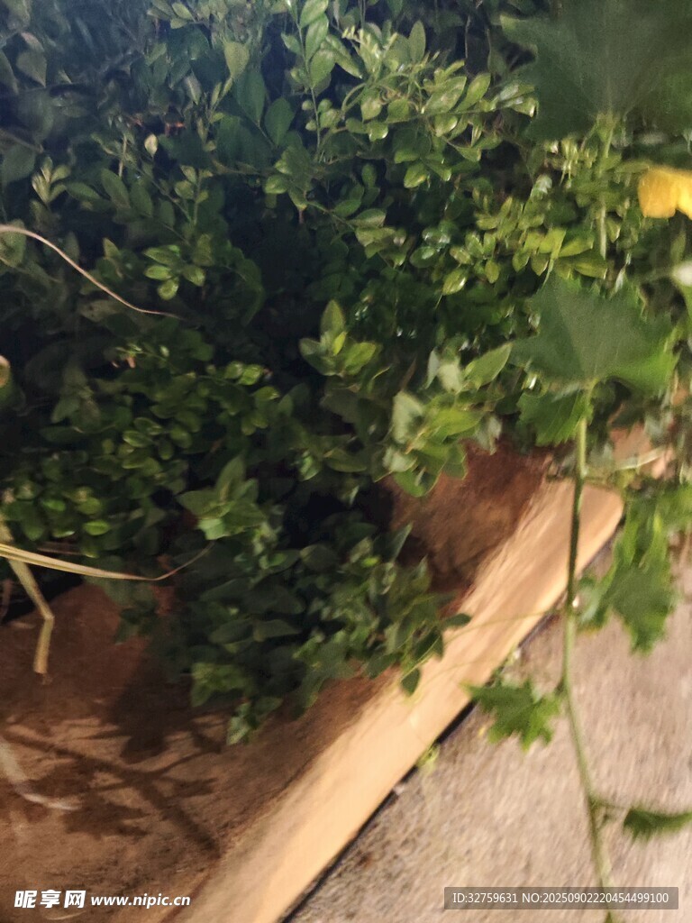 路边绿植特写