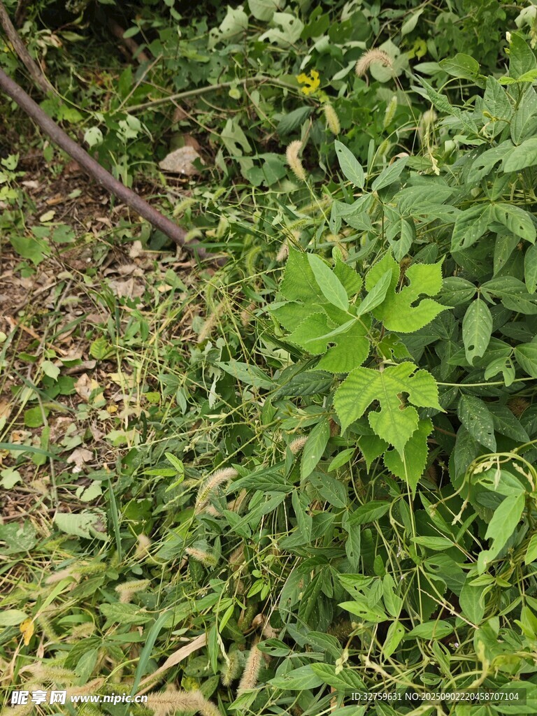 野外绿色植物景象