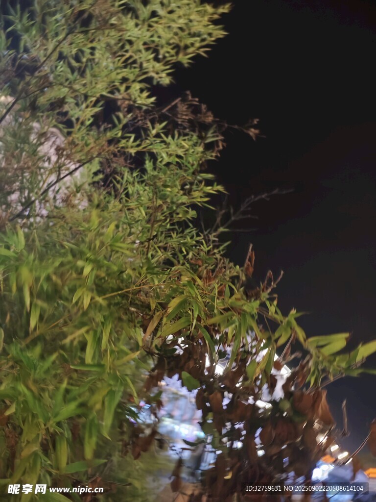 夜晚竹林旁的灯光景象