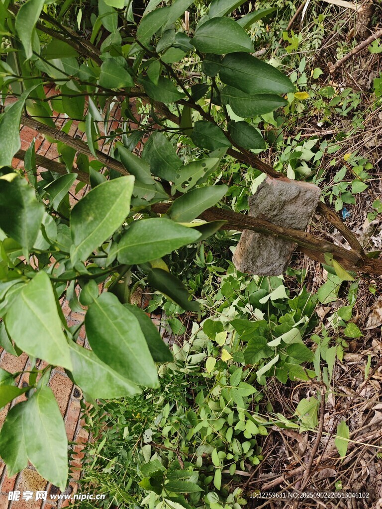 繁茂绿植中的树干景象