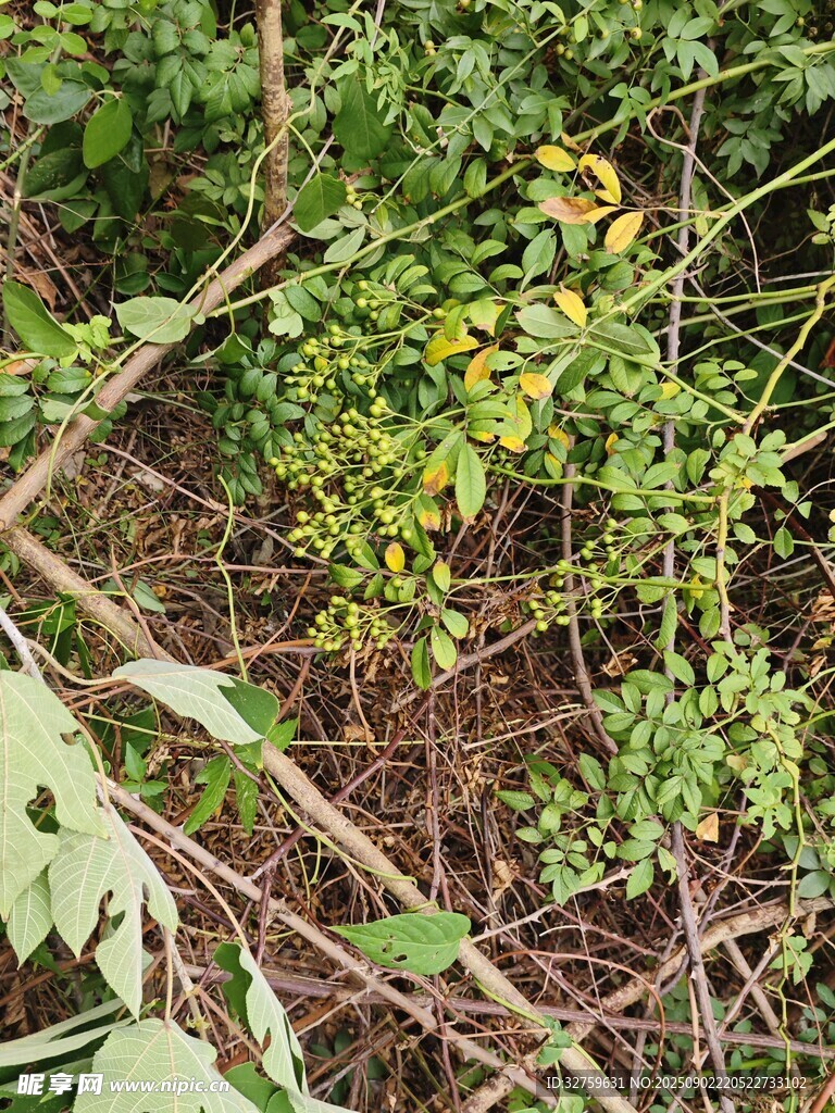 野外丛生的绿色藤蔓植物