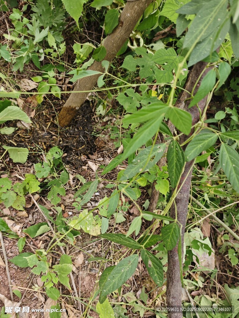林间繁茂绿植景象