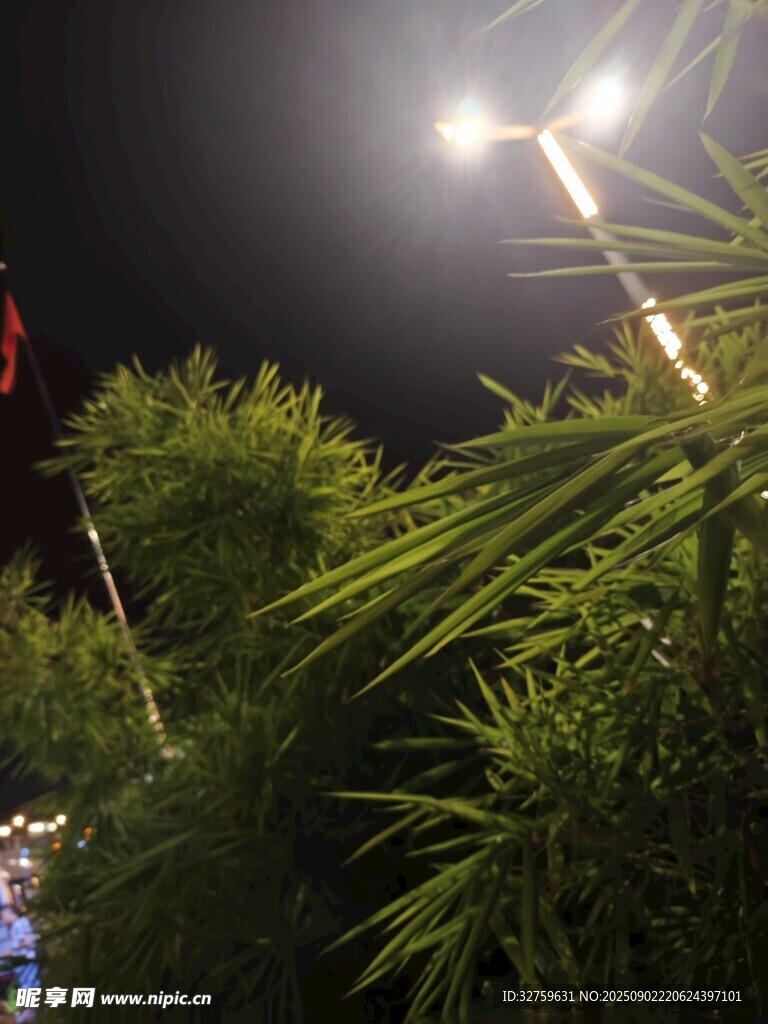 夜间绿植与明亮灯光
